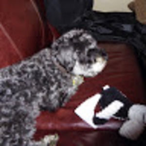 Meet your Posher, Bruce